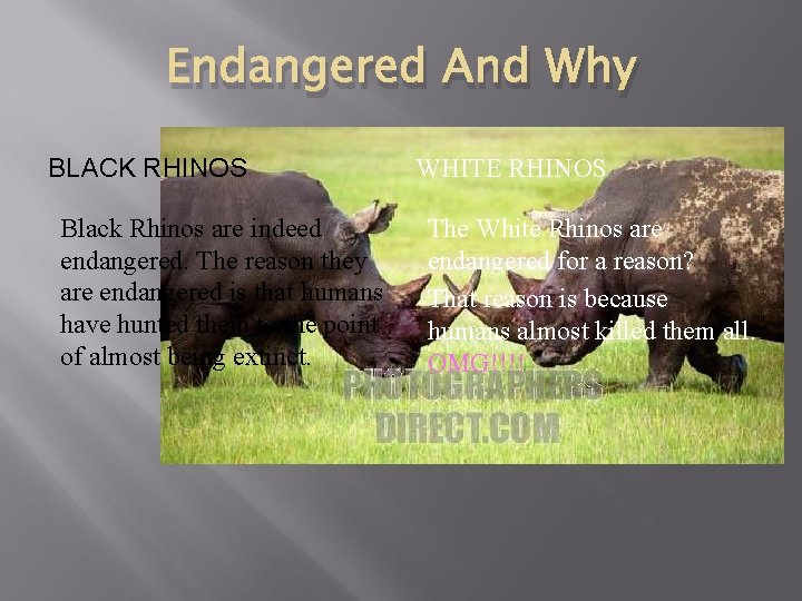 Endangered And Why BLACK RHINOS Black Rhinos are indeed endangered. The reason they are