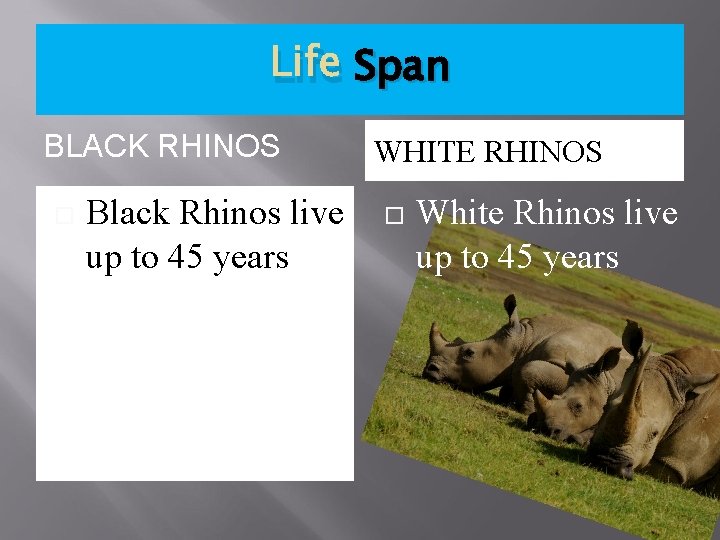 Life Span BLACK RHINOS Black Rhinos live up to 45 years WHITE RHINOS White