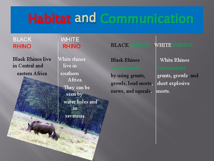 Habitat and Communication BLACK RHINO Black Rhinos live in Central and eastern Africa WHITE