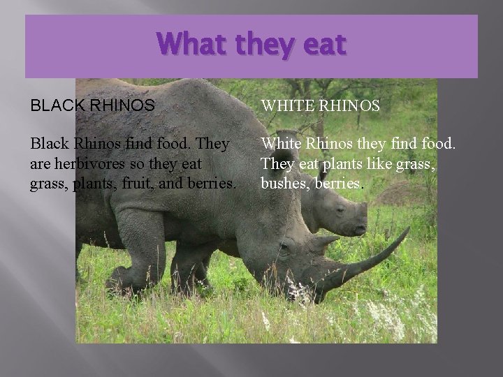 What they eat BLACK RHINOS WHITE RHINOS Black Rhinos find food. They are herbivores