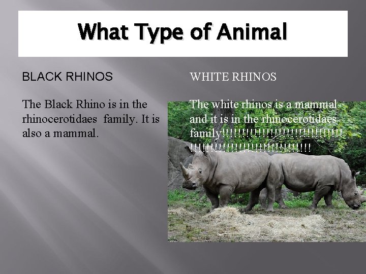 What Type of Animal BLACK RHINOS WHITE RHINOS The Black Rhino is in the