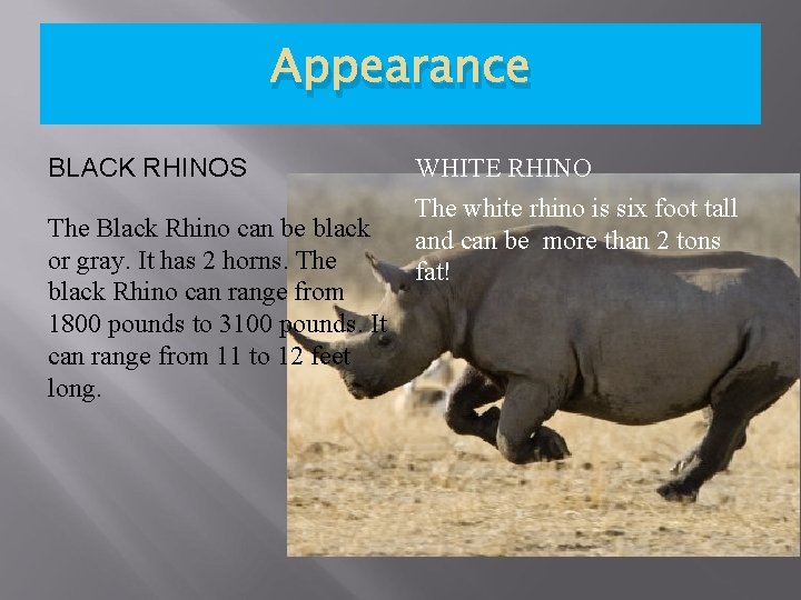 Appearance BLACK RHINOS The Black Rhino can be black or gray. It has 2