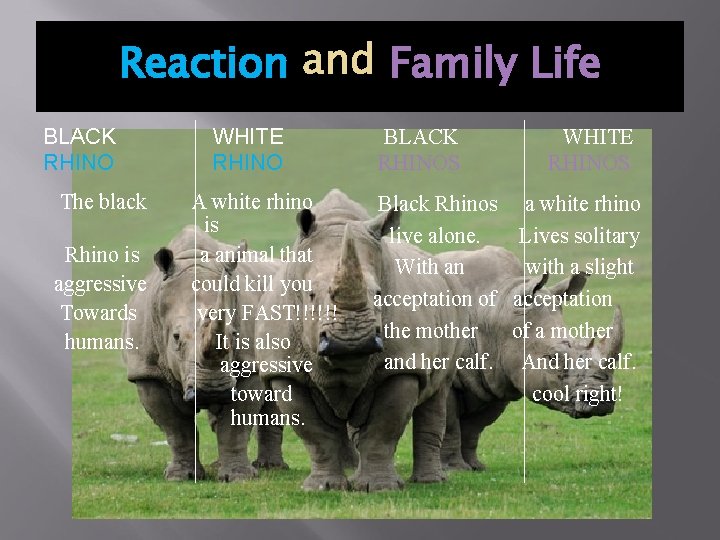 Reaction and Family Life BLACK RHINO The black Rhino is aggressive Towards humans. WHITE