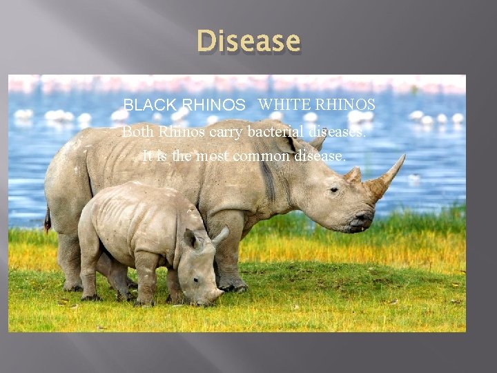 Disease BLACK RHINOS WHITE RHINOS Both Rhinos carry bacterial diseases. It is the most