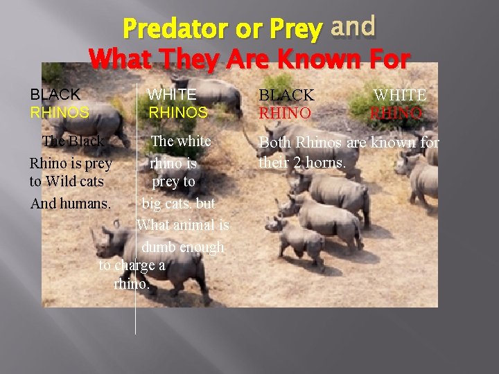 Predator or Prey and What They Are Known For BLACK RHINOS WHITE RHINOS The