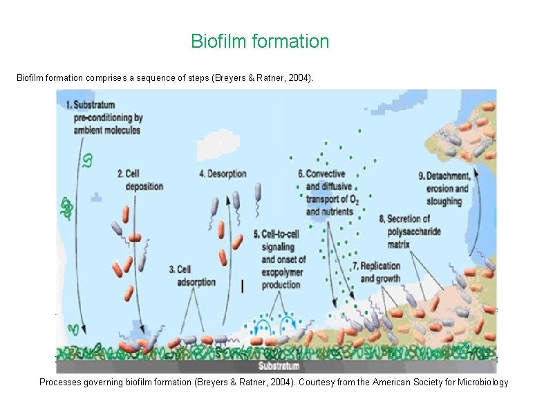 Biofilm formation comprises a sequence of steps (Breyers & Ratner, 2004). Processes governing biofilm