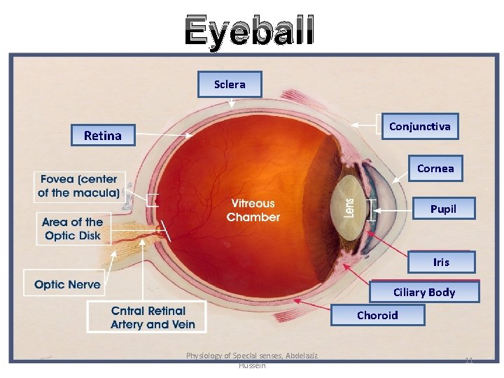 Eyeball Sclera Conjunctiva Retina Cornea Pupil Iris Ciliary Body Choroid Physiology of Special senses,