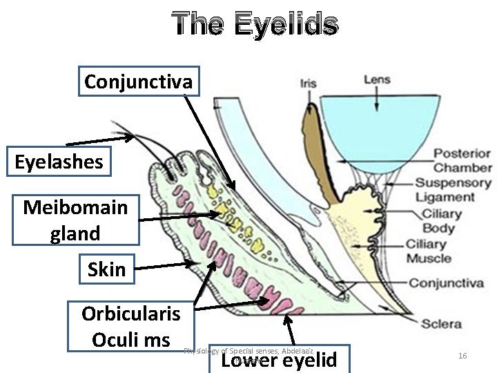 The Eyelids Conjunctiva Eyelashes Meibomain gland Skin Orbicularis Oculi ms Physiology of Special senses,