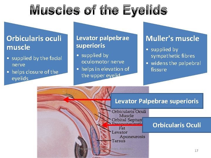 Muscles of the Eyelids Orbicularis oculi muscle • supplied by the facial nerve •