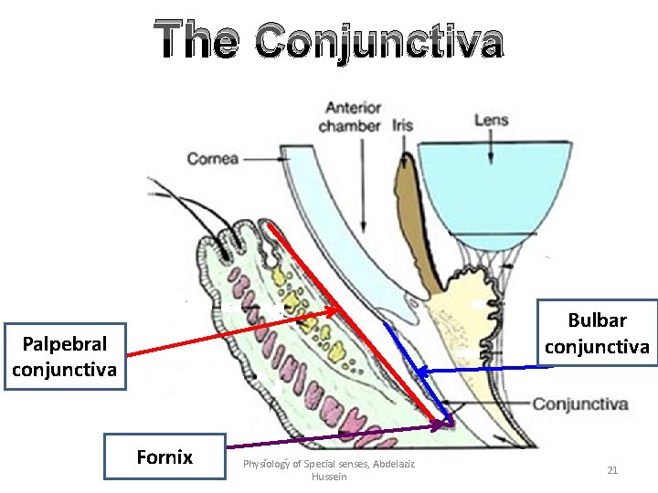 The Conjunctiva Bulbar conjunctiva Palpebral conjunctiva Fornix Physiology of Special senses, Abdelaziz Hussein 21