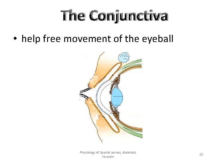 The Conjunctiva • help free movement of the eyeball Physiology of Special senses, Abdelaziz