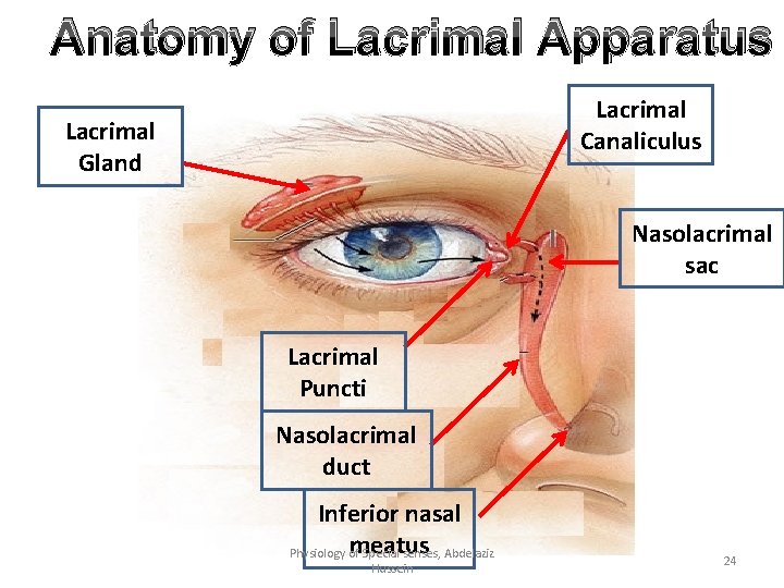Anatomy of Lacrimal Apparatus Lacrimal Canaliculus Lacrimal Gland Nasolacrimal sac Lacrimal Puncti Nasolacrimal duct