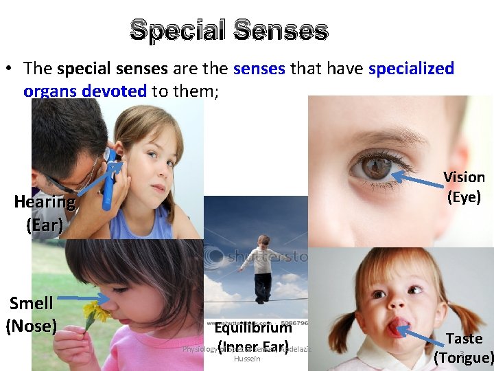 Special Senses • The special senses are the senses that have specialized organs devoted