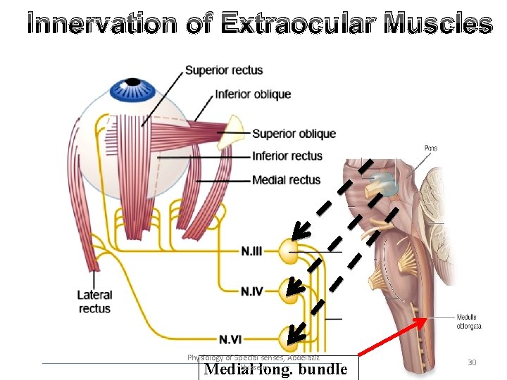 Innervation of Extraocular Muscles Physiology of Special senses, Abdelaziz Hussein Medial long. bundle 30