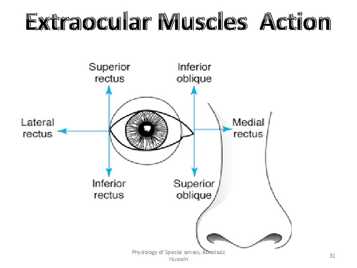 Extraocular Muscles Action Physiology of Special senses, Abdelaziz Hussein 31 