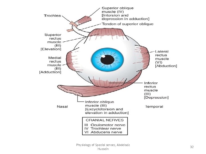 Physiology of Special senses, Abdelaziz Hussein 32 