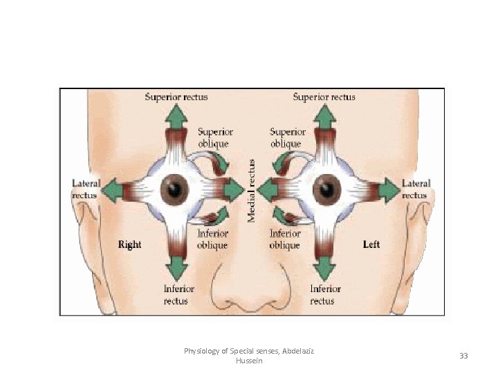 Physiology of Special senses, Abdelaziz Hussein 33 