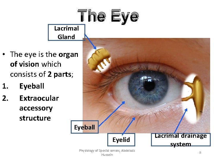 The Eye Lacrimal Gland • The eye is the organ of vision which consists