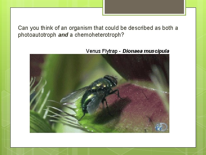 Can you think of an organism that could be described as both a photoautotroph