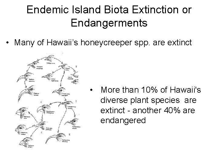 Endemic Island Biota Extinction or Endangerments • Many of Hawaii’s honeycreeper spp. are extinct