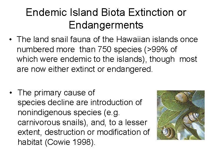 Endemic Island Biota Extinction or Endangerments • The land snail fauna of the Hawaiian