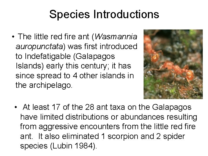 Species Introductions • The little red fire ant (Wasmannia auropunctata) was first introduced to