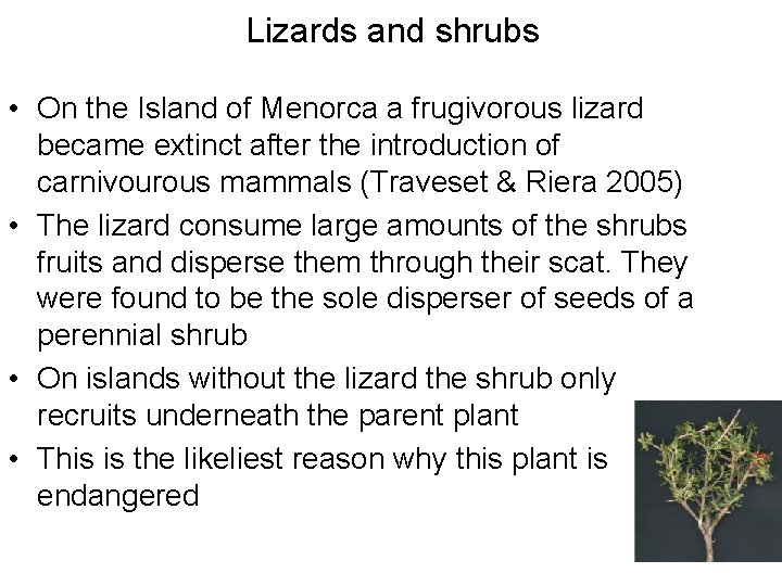 Lizards and shrubs • On the Island of Menorca a frugivorous lizard became extinct