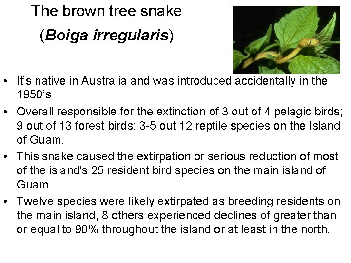 The brown tree snake (Boiga irregularis) • It’s native in Australia and was introduced