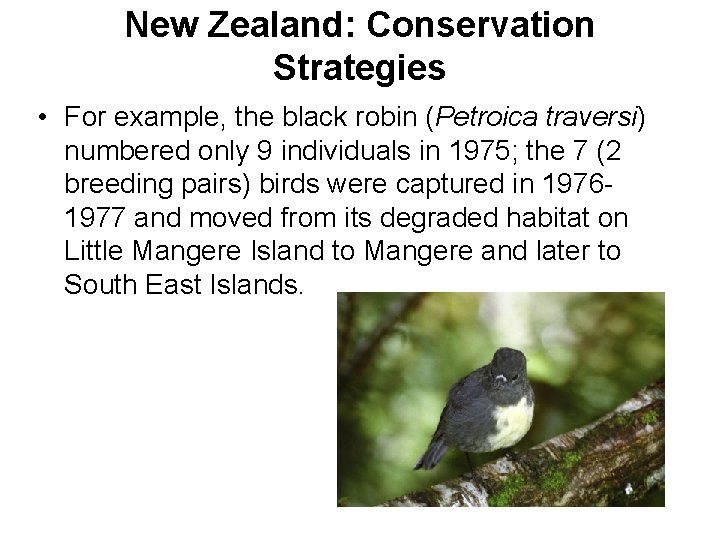 New Zealand: Conservation Strategies • For example, the black robin (Petroica traversi) numbered only