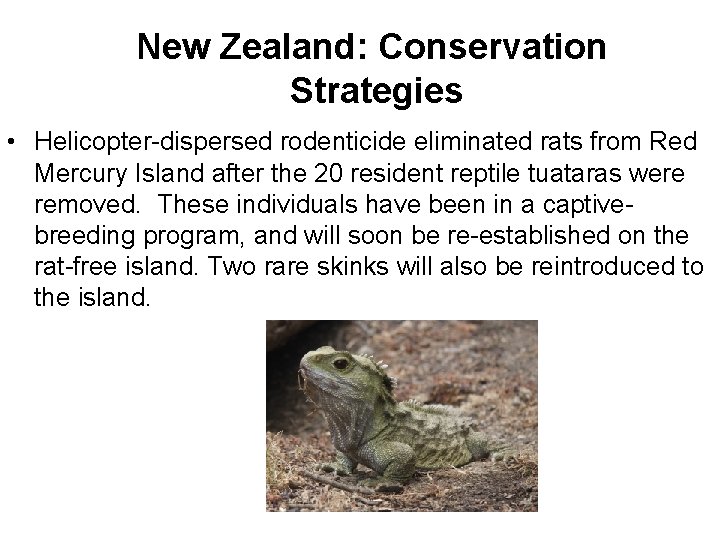 New Zealand: Conservation Strategies • Helicopter-dispersed rodenticide eliminated rats from Red Mercury Island after