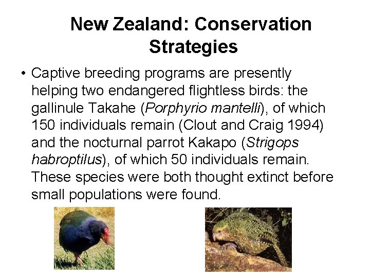 New Zealand: Conservation Strategies • Captive breeding programs are presently helping two endangered flightless