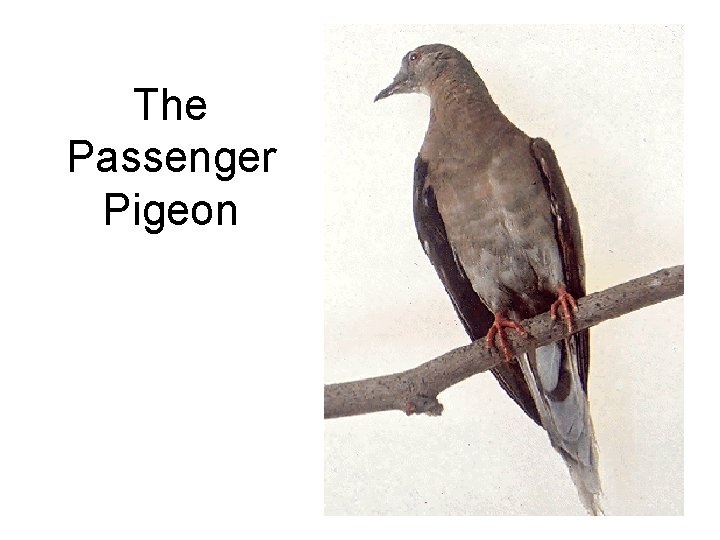 The Passenger Pigeon 