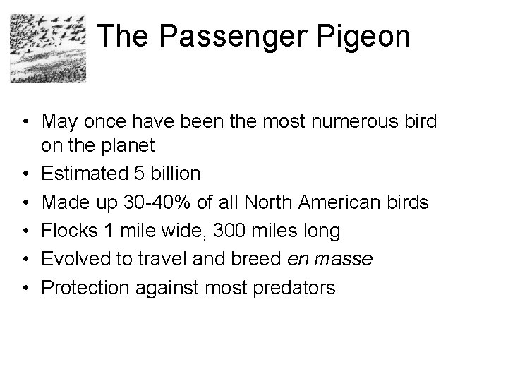 The Passenger Pigeon • May once have been the most numerous bird on the