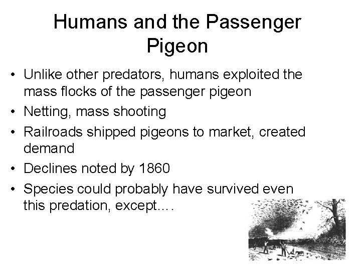 Humans and the Passenger Pigeon • Unlike other predators, humans exploited the mass flocks