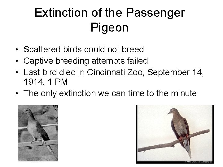 Extinction of the Passenger Pigeon • Scattered birds could not breed • Captive breeding