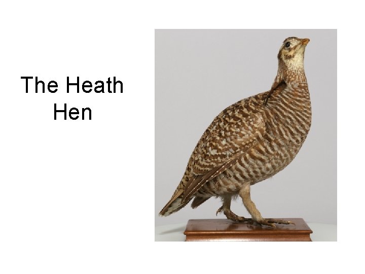 The Heath Hen 