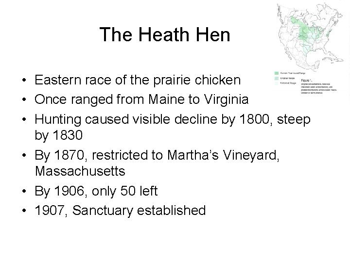 The Heath Hen • Eastern race of the prairie chicken • Once ranged from