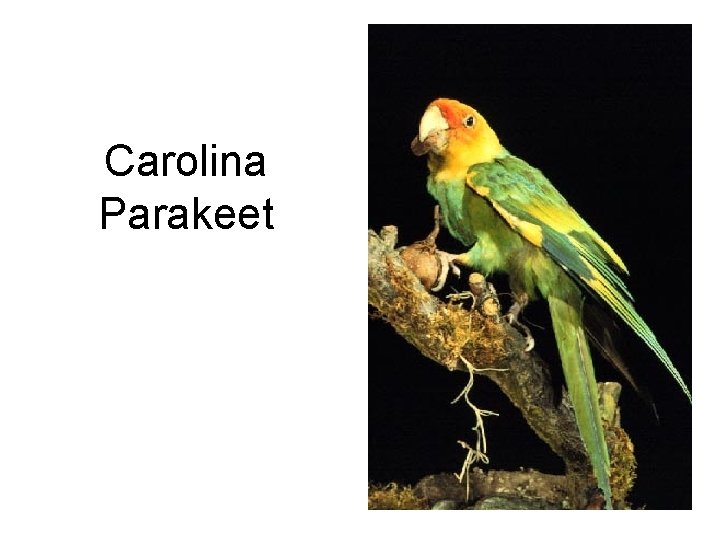 Carolina Parakeet 