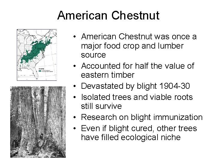 American Chestnut • American Chestnut was once a major food crop and lumber source