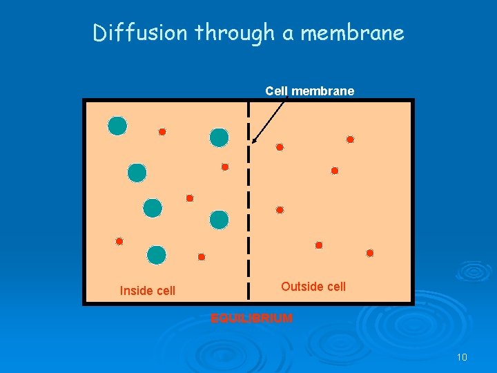 Diffusion through a membrane Cell membrane Inside cell Outside cell EQUILIBRIUM 10 