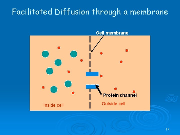 Facilitated Diffusion through a membrane Cell membrane Protein channel Inside cell Outside cell 17