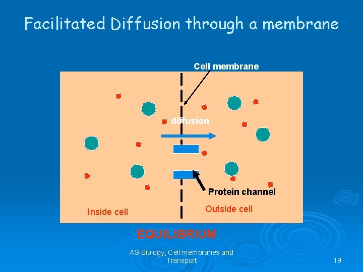 Facilitated Diffusion through a membrane Cell membrane diffusion Protein channel Inside cell Outside cell
