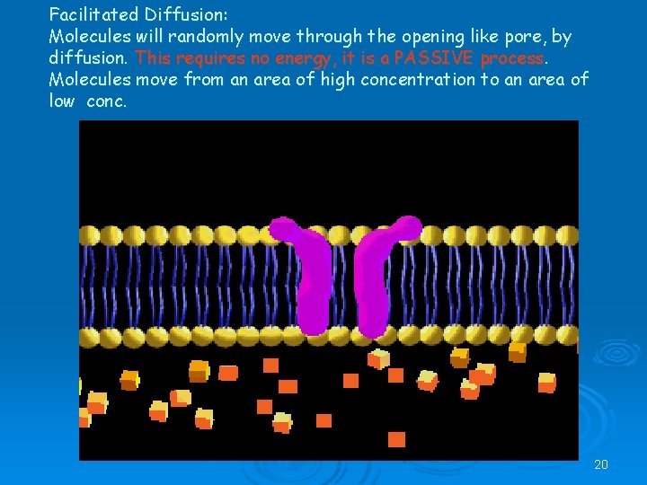 Facilitated Diffusion: Molecules will randomly move through the opening like pore, by diffusion. This