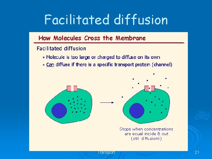 Facilitated diffusion AS Biology, Cell membranes and Transport 21 