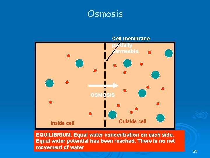 Osmosis Cell membrane partially permeable. OSMOSIS Inside cell Outside cell EQUILIBRIUM. Equal water concentration