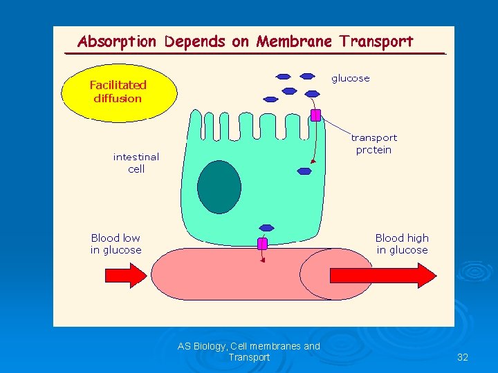 AS Biology, Cell membranes and Transport 32 