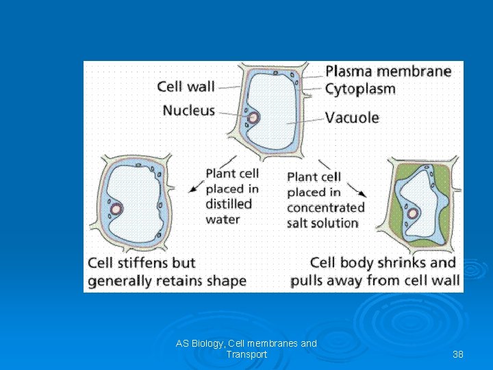 AS Biology, Cell membranes and Transport 38 