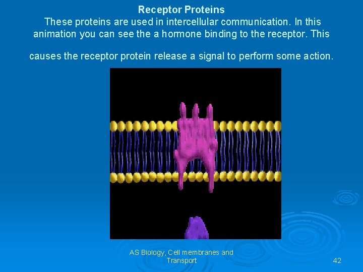 Receptor Proteins These proteins are used in intercellular communication. In this animation you can