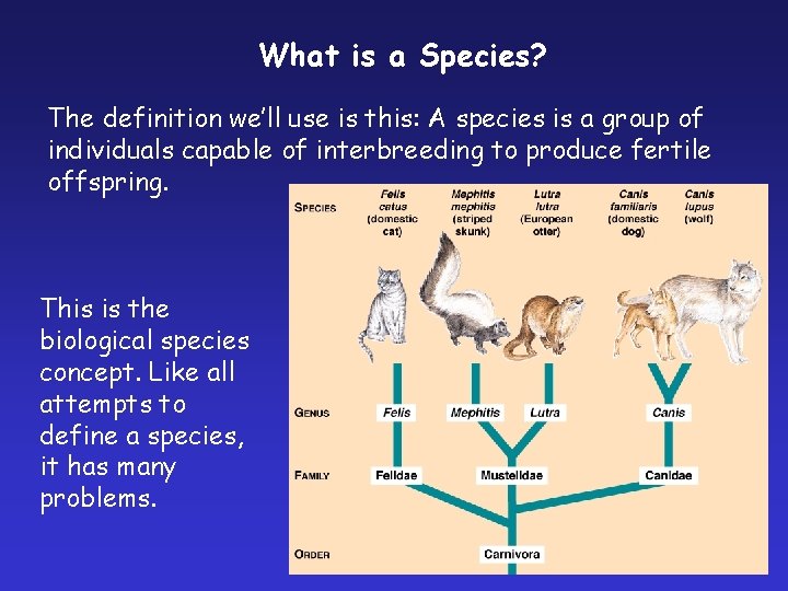 What is a Species? The definition we’ll use is this: A species is a