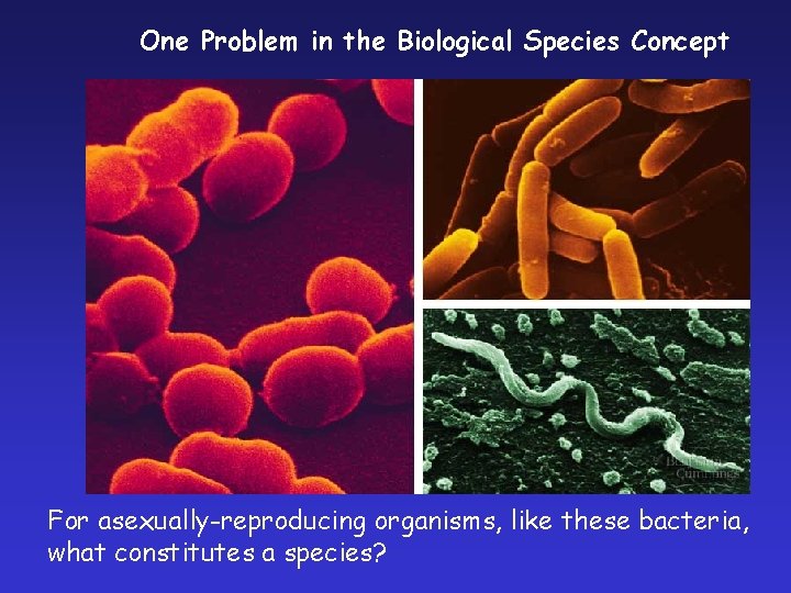 One Problem in the Biological Species Concept For asexually-reproducing organisms, like these bacteria, what